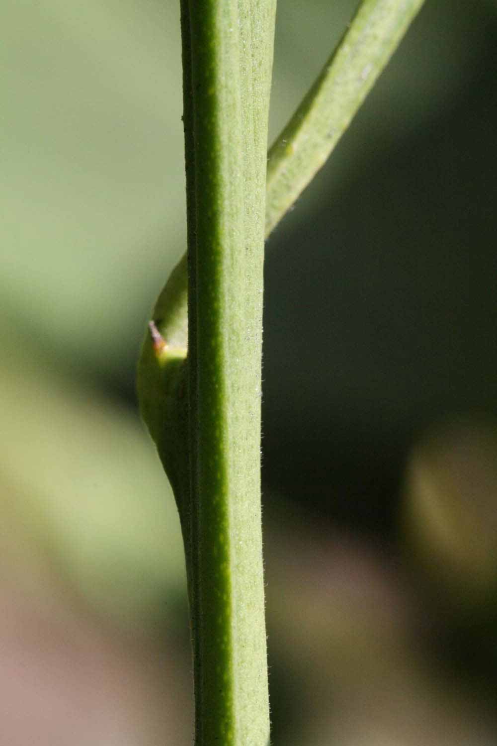              First year twig (Riverside, CA)       